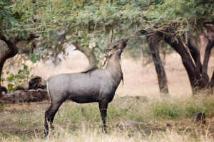 Великий індійський антилоп, або нілгау Великий індійський антилоп, або нілгау